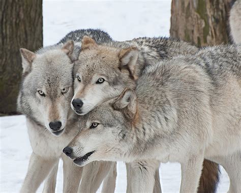 three wolves photos|More.